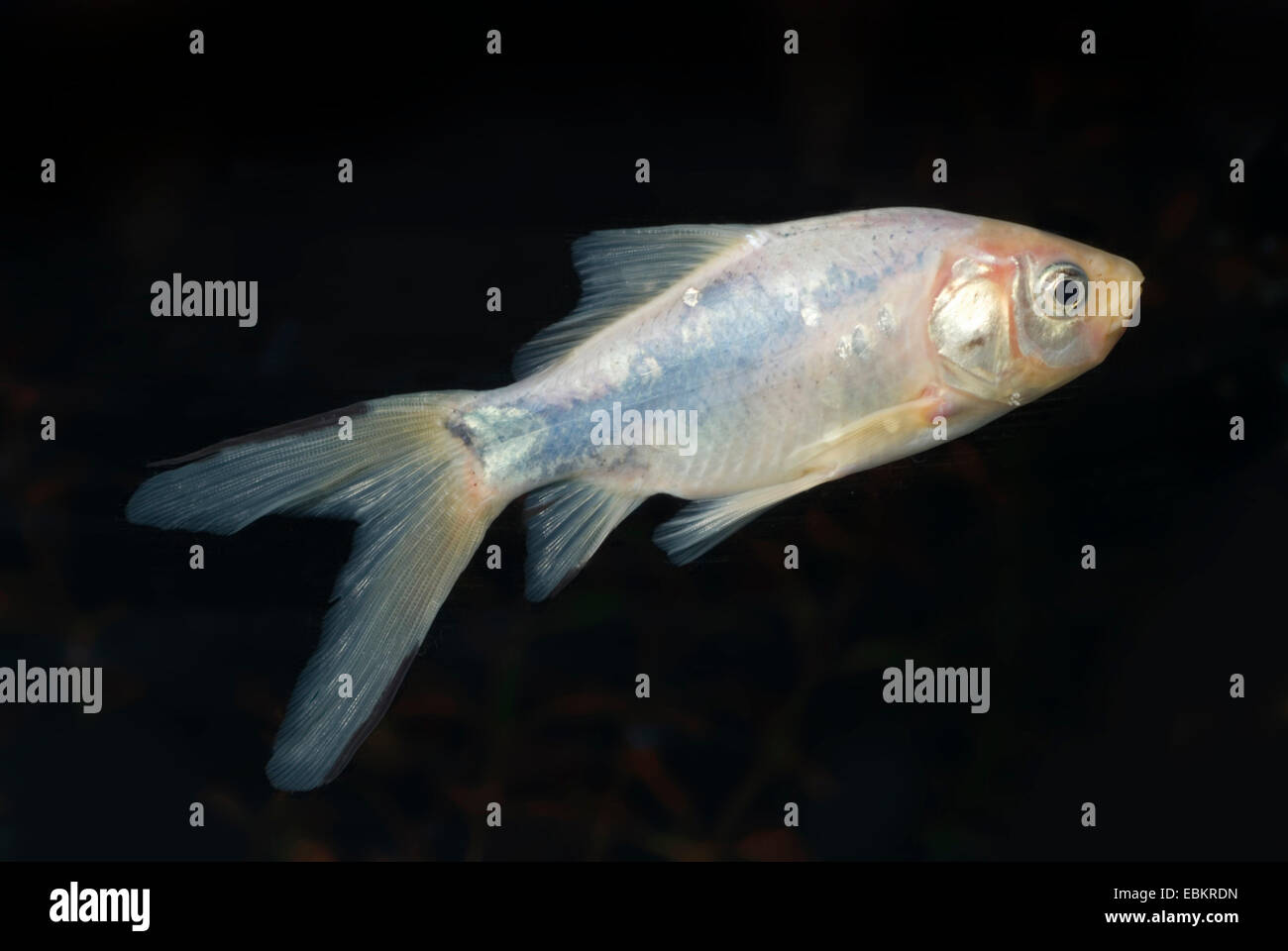 goldfish, common carp (Carassius auratus), breeding form blue-black colourform Stock Photo
