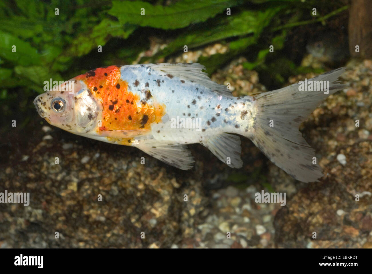 Goldfish, Common carp, v (Carassius auratus), breeding form Shubunkin Stock Photo