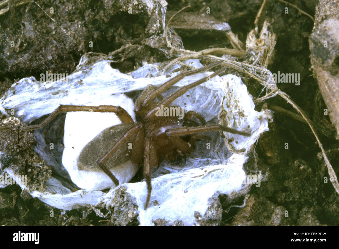 Drassodes lapidosus (Drassodes lapidosus), female with cocoon Stock Photo
