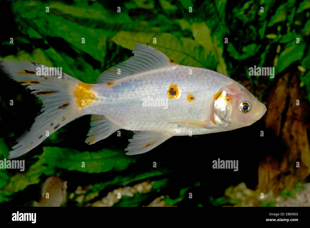 Goldfish, Common carp, Shubunkin (Carassius auratus), breeding form Shubunkin Stock Photo