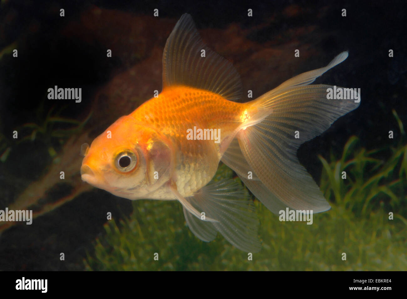Goldfish, Common carp (Carassius auratus), breeding form red veiltail Stock Photo