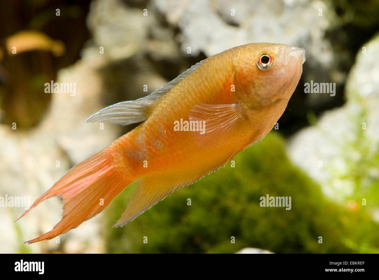 Red paradise fish (Macropodus opercularis), breed form red Stock Photo