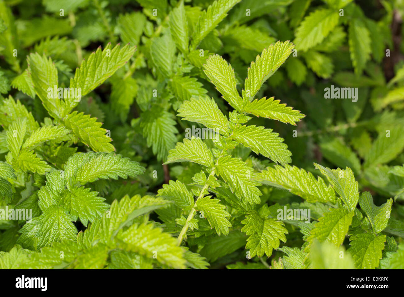 common agrimony, European groovebur (Agrimonia eupatoria), leaves before flowering, Germany Stock Photo