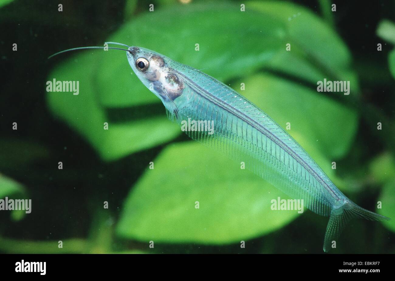 glass catfish, ghost catfish (Kryptopterus bicirrhis) Stock Photo