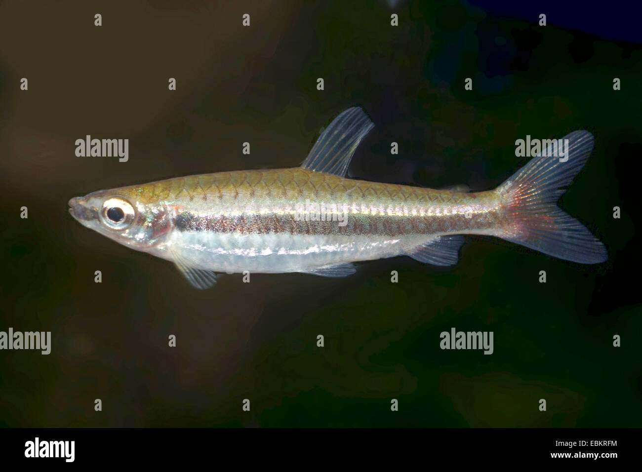 Beauty  Pencilfish (Nannostomus nitidus), swimming Stock Photo