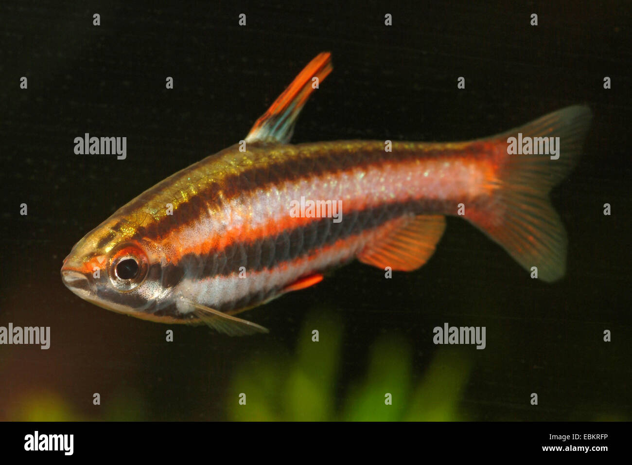 Coral Red Pencilfish (Nannostomus mortenthaleri), swimming Stock Photo
