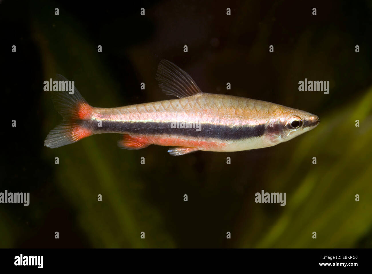 Golden pencilfish, Beckford's pencilfish. Golden Pencil fish (Nannostomus beckfordi, Nannostomus aripirangensis), swimming Stock Photo