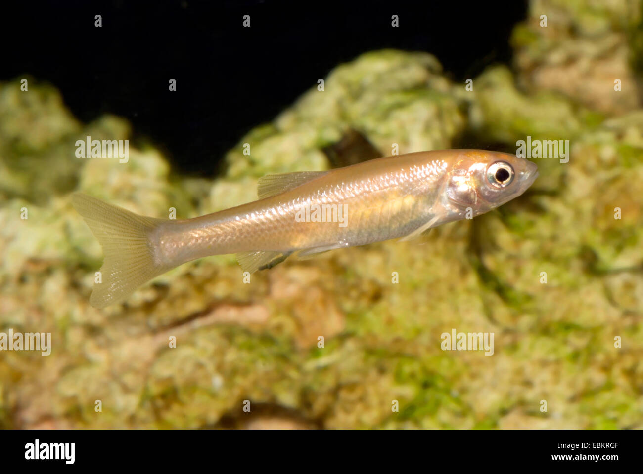 Fathead fish hi-res stock photography and images - Alamy