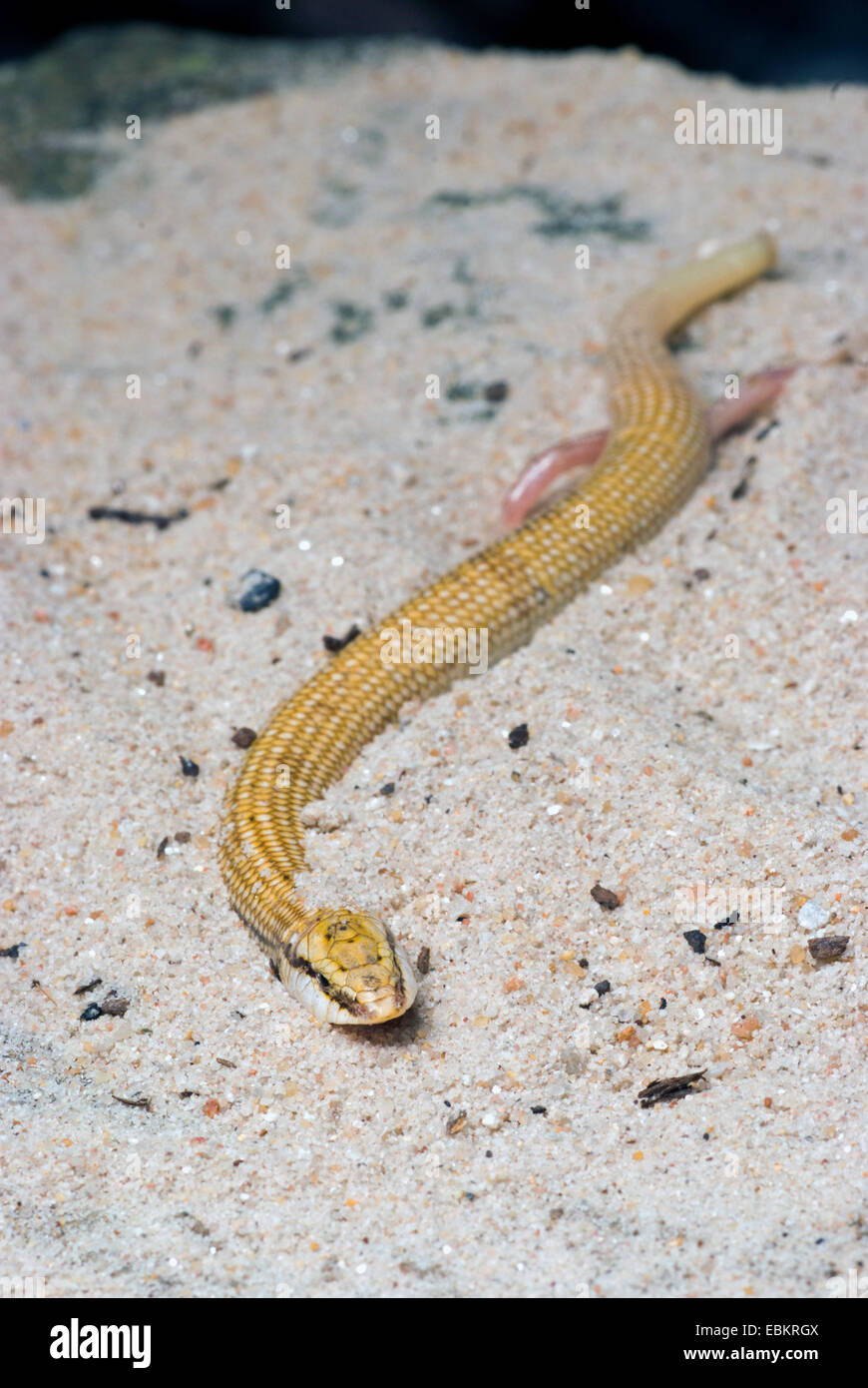 Wedge-snouted skink, Elongated barrel skink (Chalcides sepsoides), creeping Stock Photo
