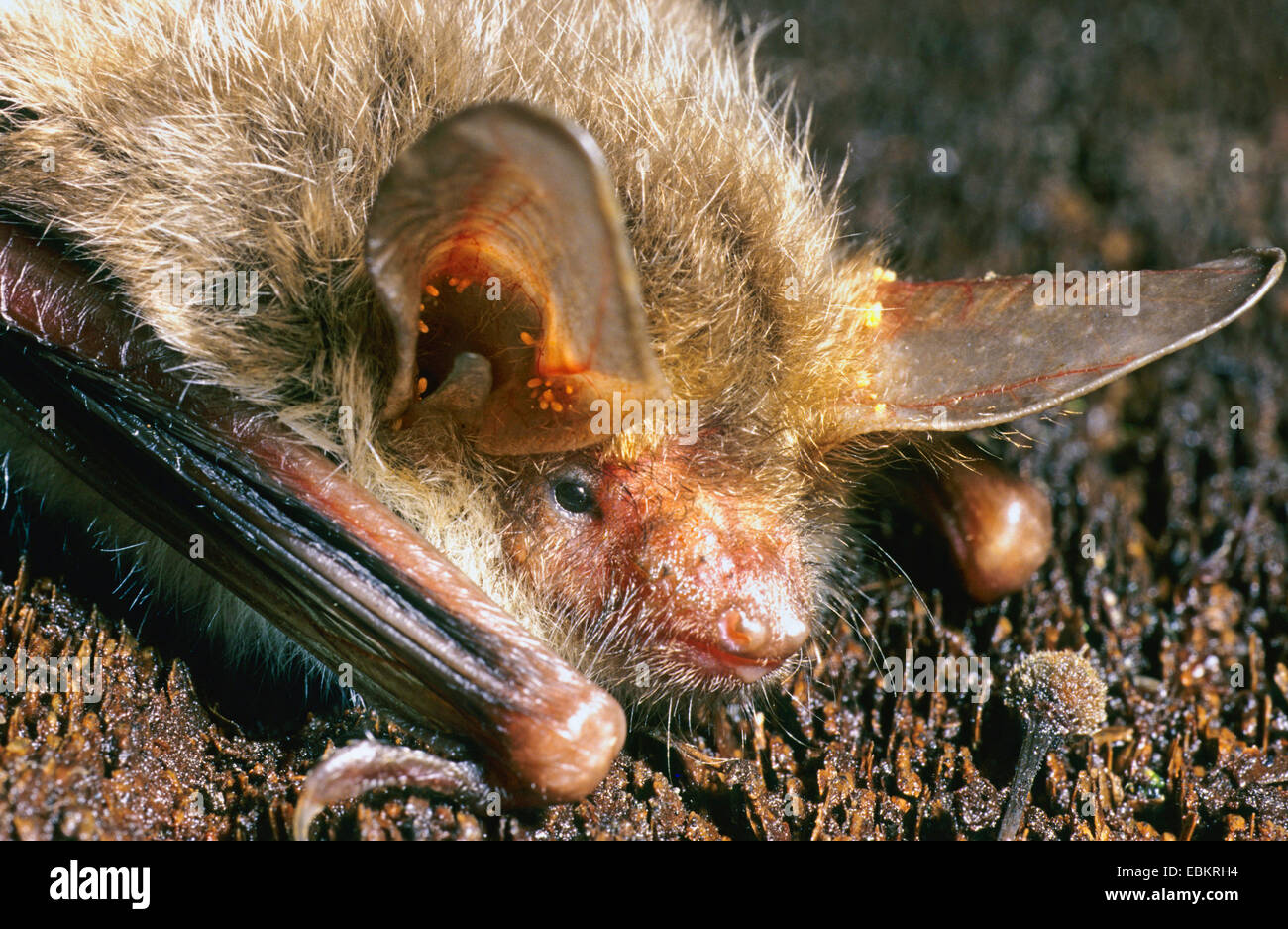 Bechstein's bat (Myotis bechsteini), portrait Stock Photo