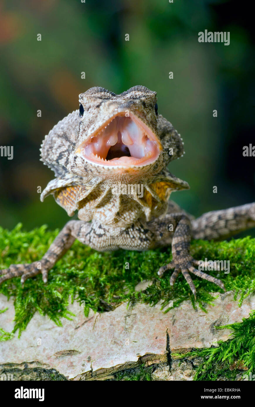 Frilled lizard, Australian frilled lizard, Frill-necked lizard, King's Lizard (Chlamydosaurus kingi, Chlamydosaurus kingii), threatening Stock Photo