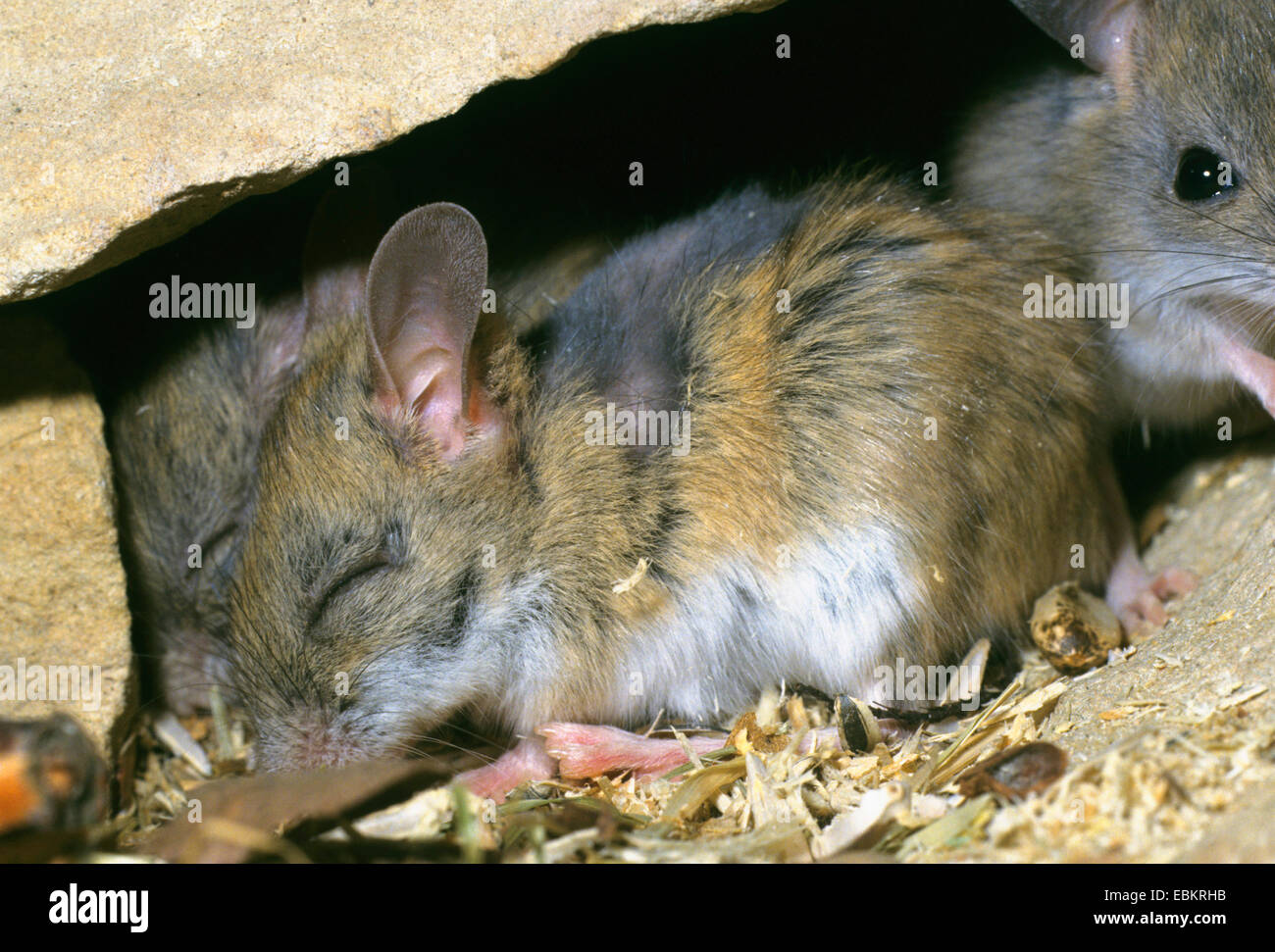 spinifex hopping mouse (Notomys alexis), sleeping Stock Photo