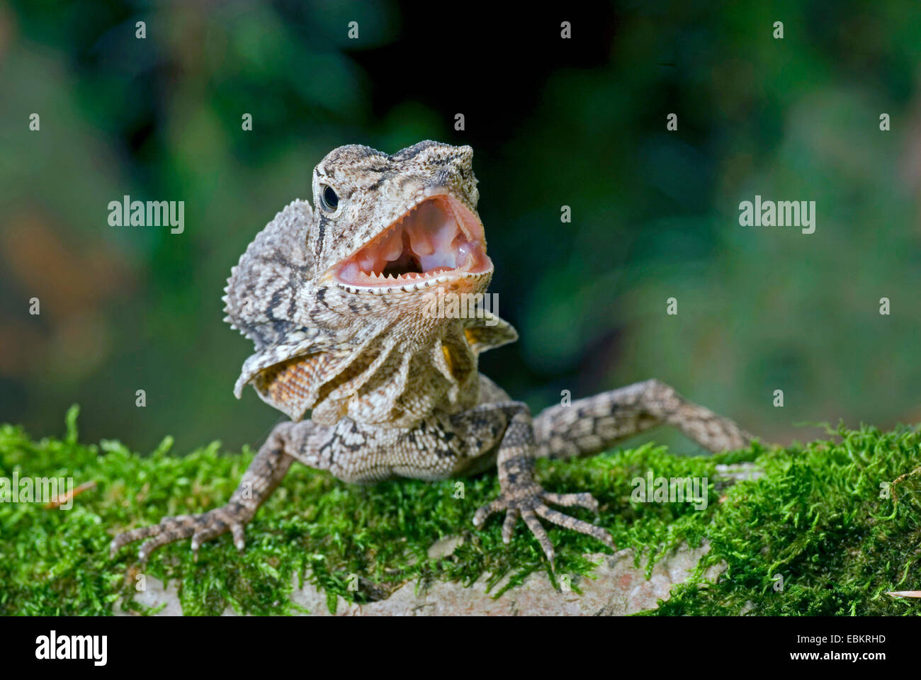 Frilled lizard, Australian frilled lizard, Frill-necked lizard, King's Lizard (Chlamydosaurus kingi, Chlamydosaurus kingii), threatening Stock Photo