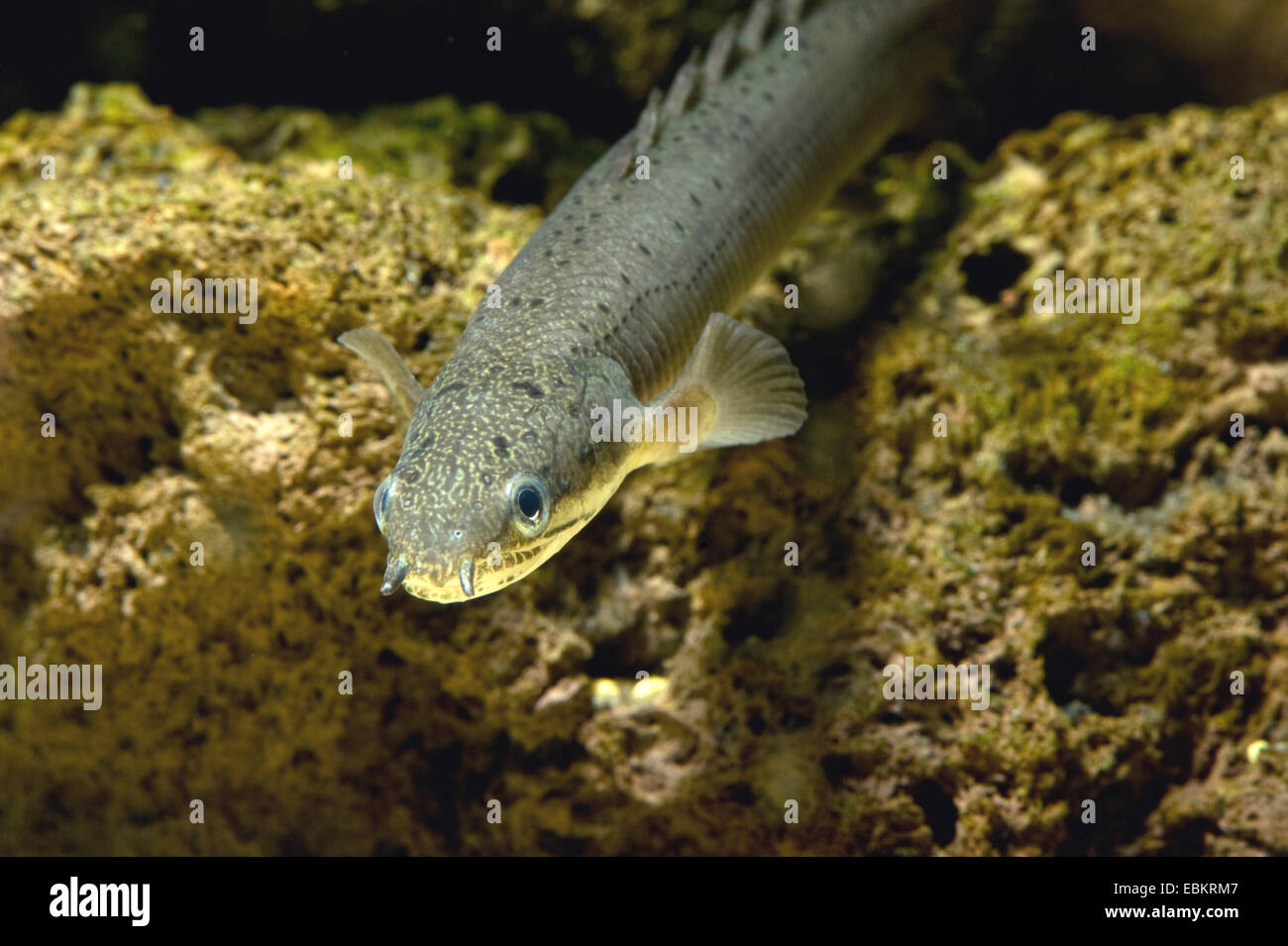 Senegal bichir (Polypterus senegalus), portrait Stock Photo