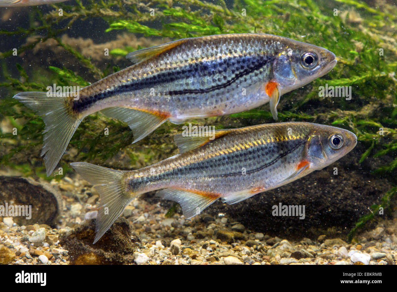 ALBURNOIDES BIPUNCTATUS EPUB ALBURNOIDES BIPUNCTATUS EPUB