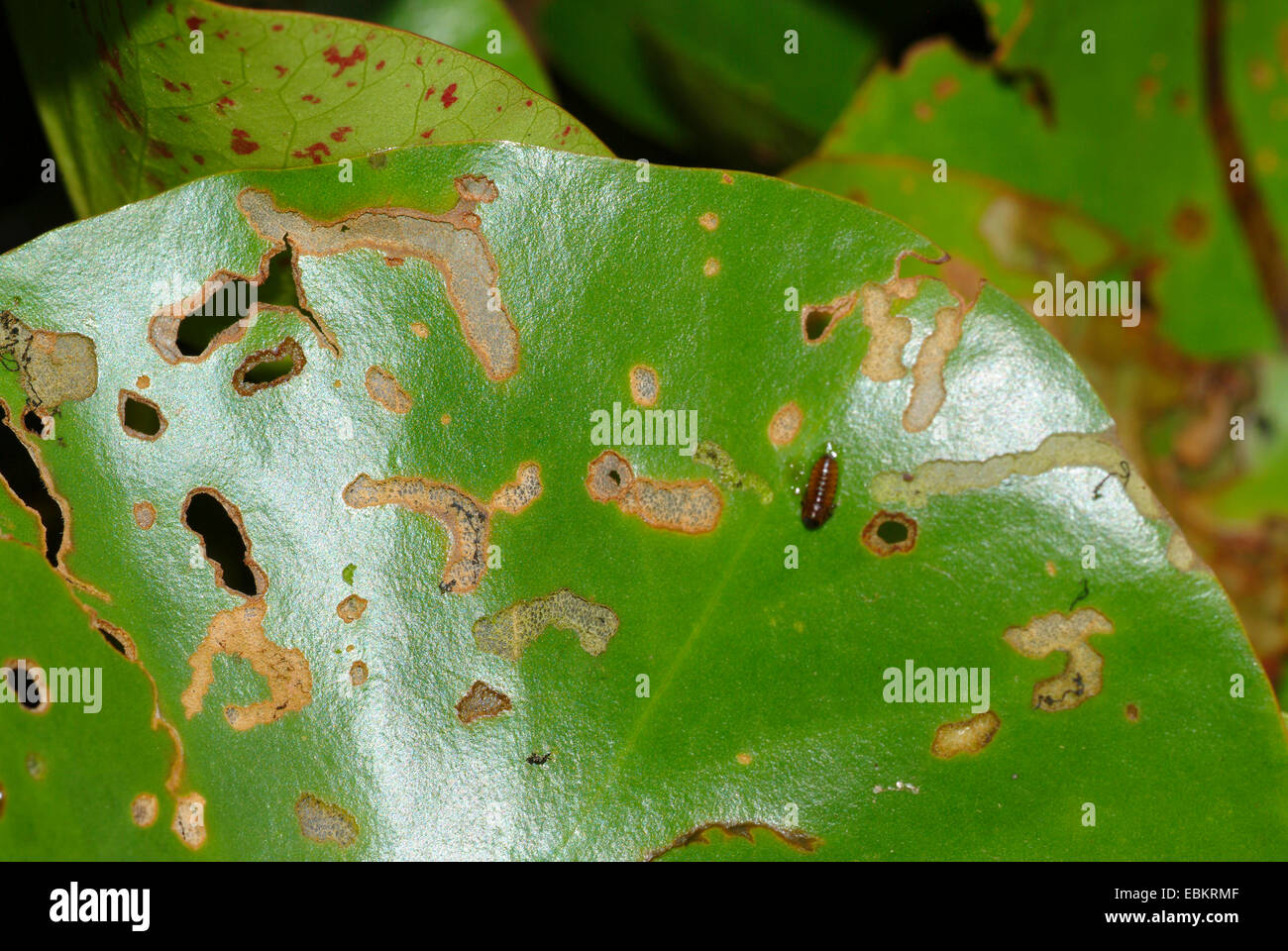 Waterlily beetle hires stock photography and images Alamy