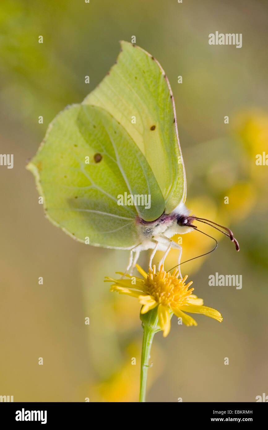 brimstone (Gonepteryx rhamni), sitting at Senecio, Germany Stock Photo