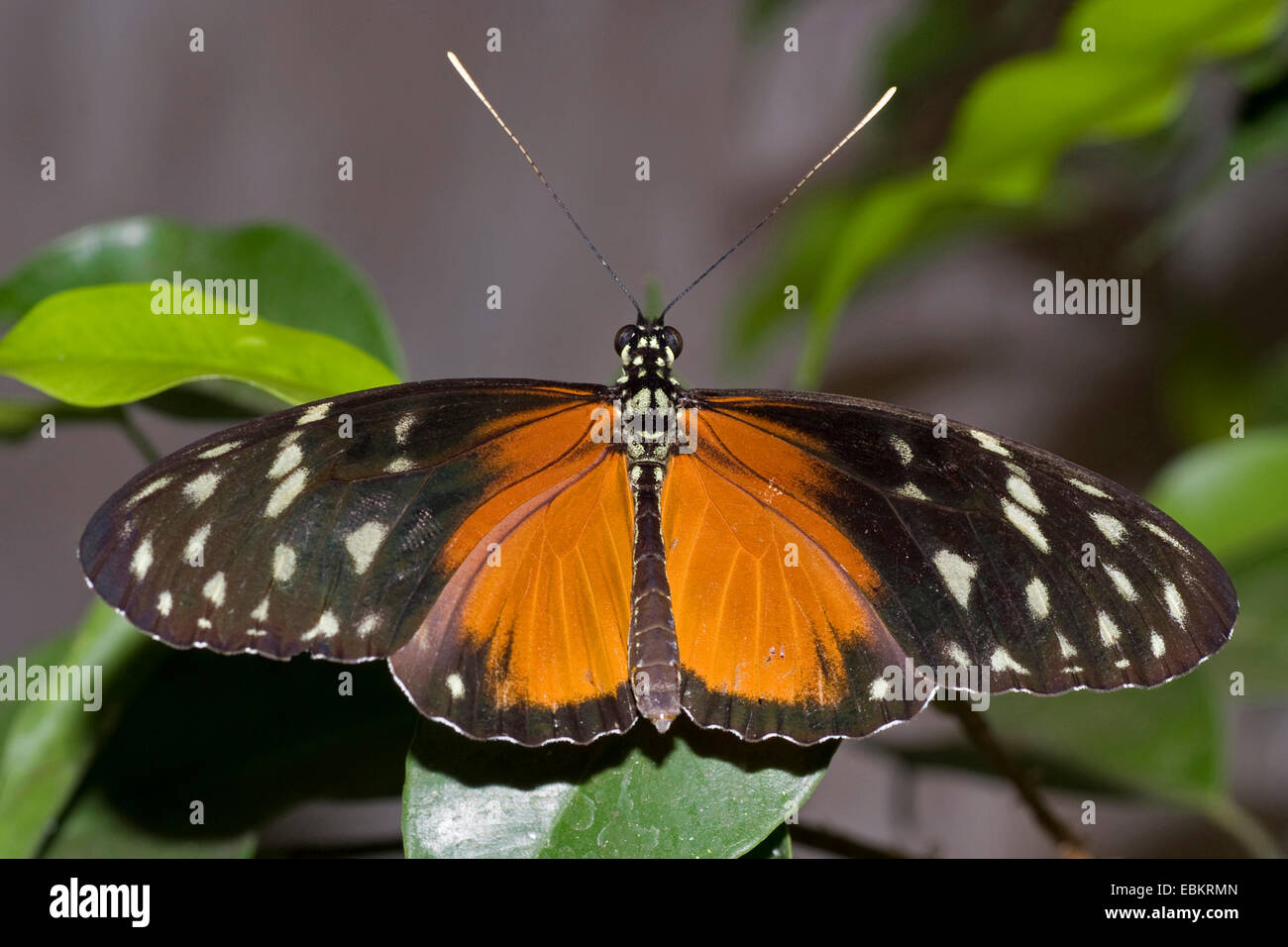 hecales longwing, passions flower butterfly (Heliconius hecale), sitting on a leaf, 1 Stock Photo