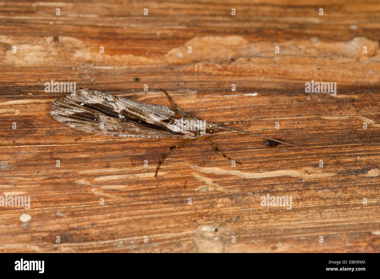 Rush Sedge (Phryganea spec.), sitting on wood, Germany Stock Photo
