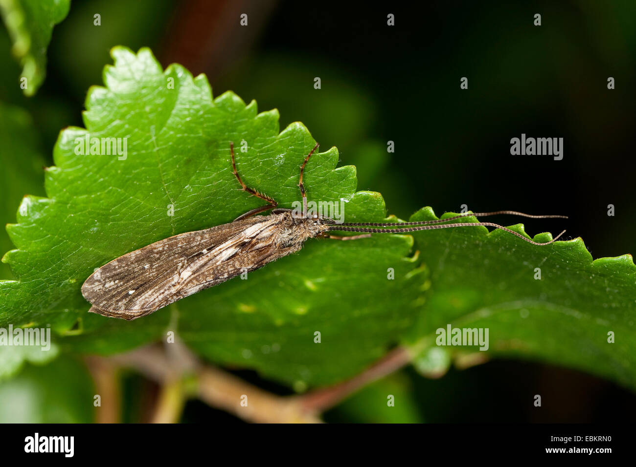 Rush Sedge (Phryganea spec.), sitting on a leaf, Germany Stock Photo