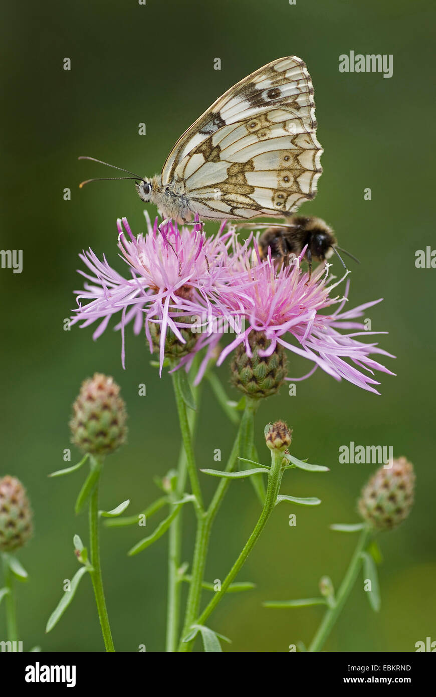 marbled white (Melanargia galathea), sitting on a knapweed together with e hu,ble bee, Germany Stock Photo