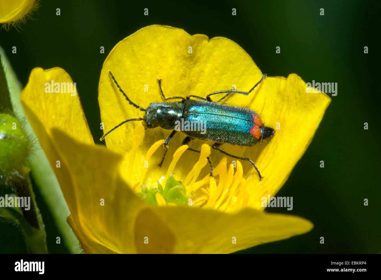 Red-tipped flower beetle (Malachius bipustulatus), sitting on yellow flower, Germany Stock Photo
