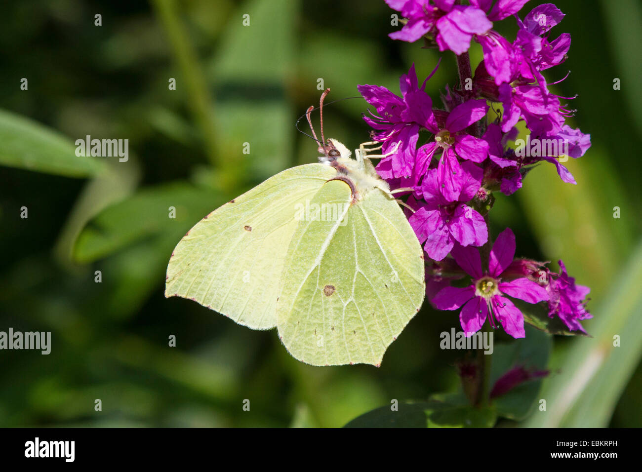 brimstone (Gonepteryx rhamni), at loosestrife, Germany, Bavaria Stock Photo