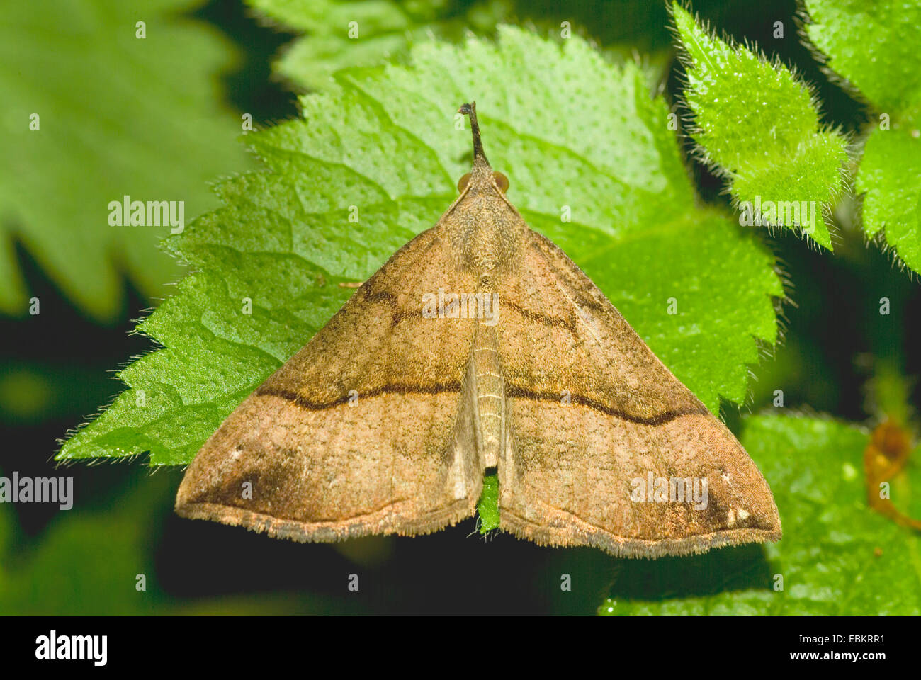 common snout (Hypena proboscidalis), sitting on a leaf, Germany Stock Photo