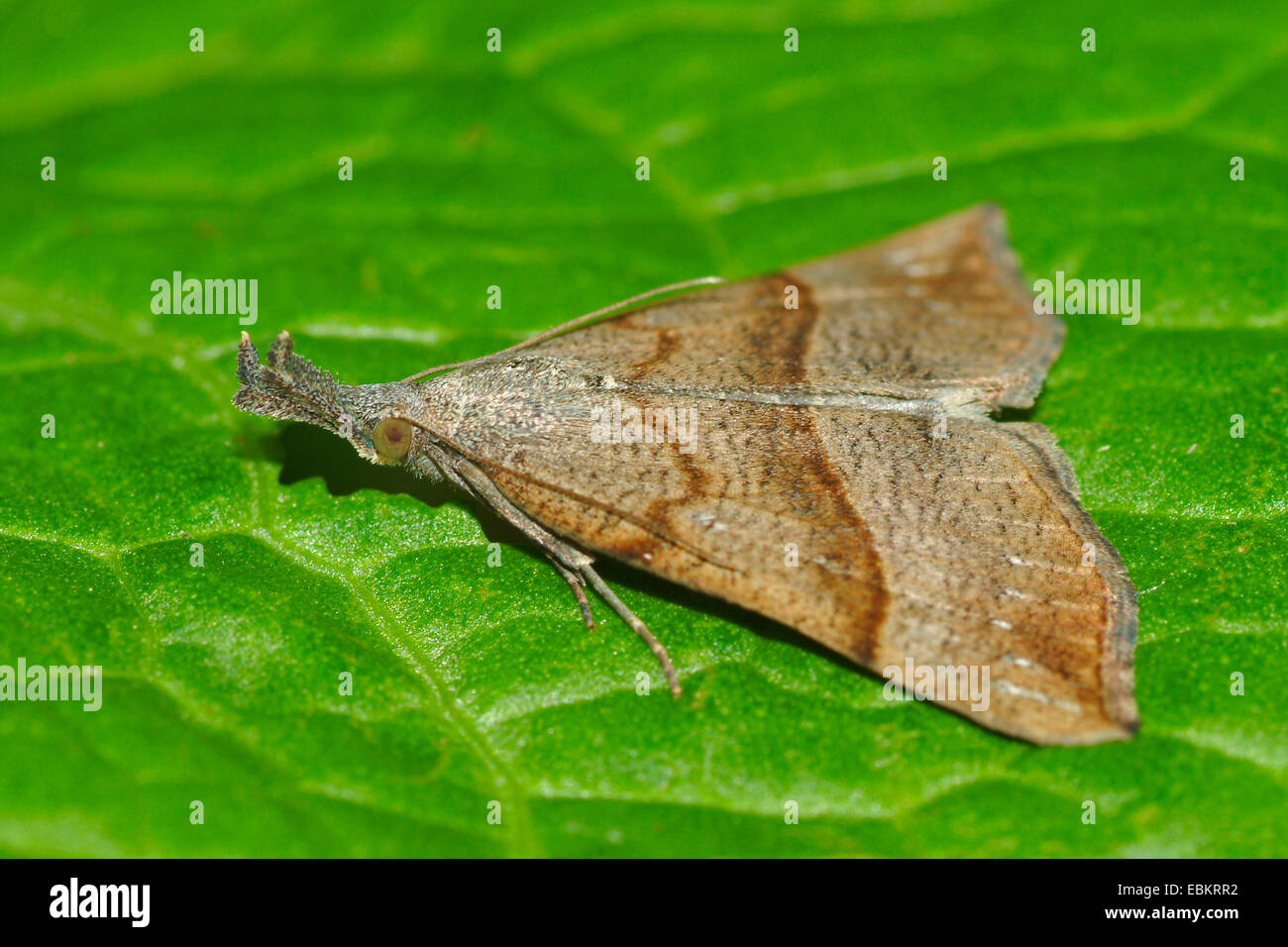 common snout (Hypena proboscidalis), sitting on a leaf, Germany Stock Photo