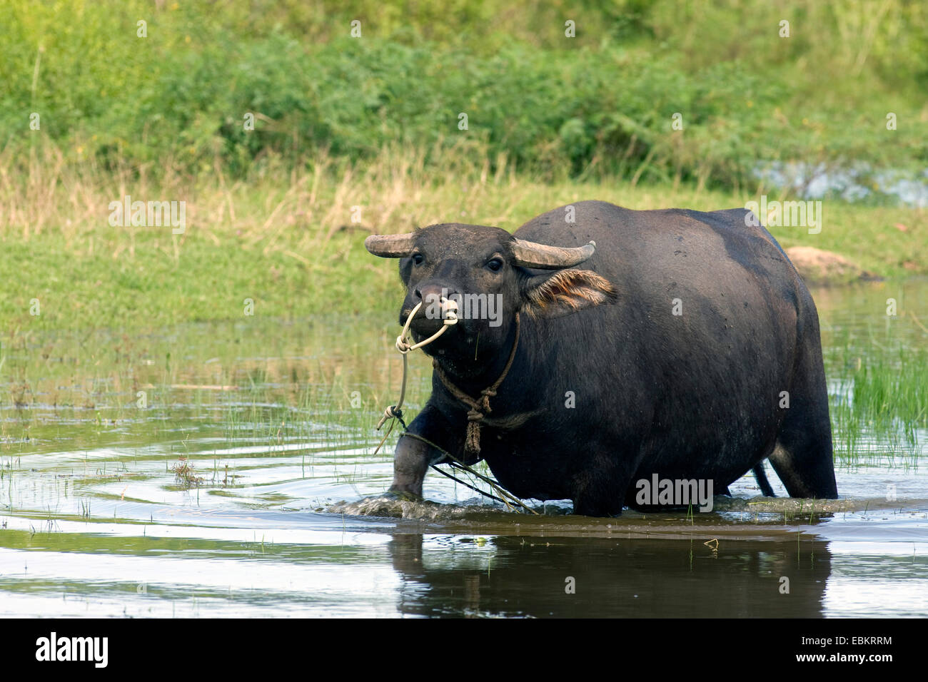 Asian water buffalo, wild water buffalo, carabao (Bubalus bubalis, Bubalus arnee), in water with a rope through the nose, Malaysia, Lankawi Stock Photo