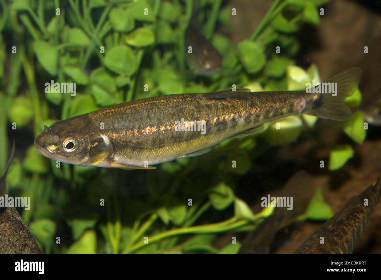 minnow, Eurasian minnow (Phoxinus phoxinus), swimming, Germany Stock