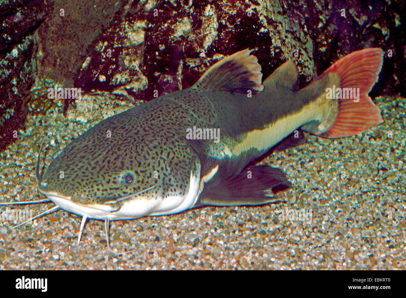 Giant redtailed catfish (Phractocephalus hemioliopterus), on the ground Stock Photo