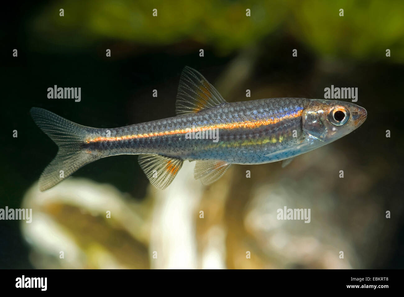 Shiner fish hi-res stock photography and images - Alamy