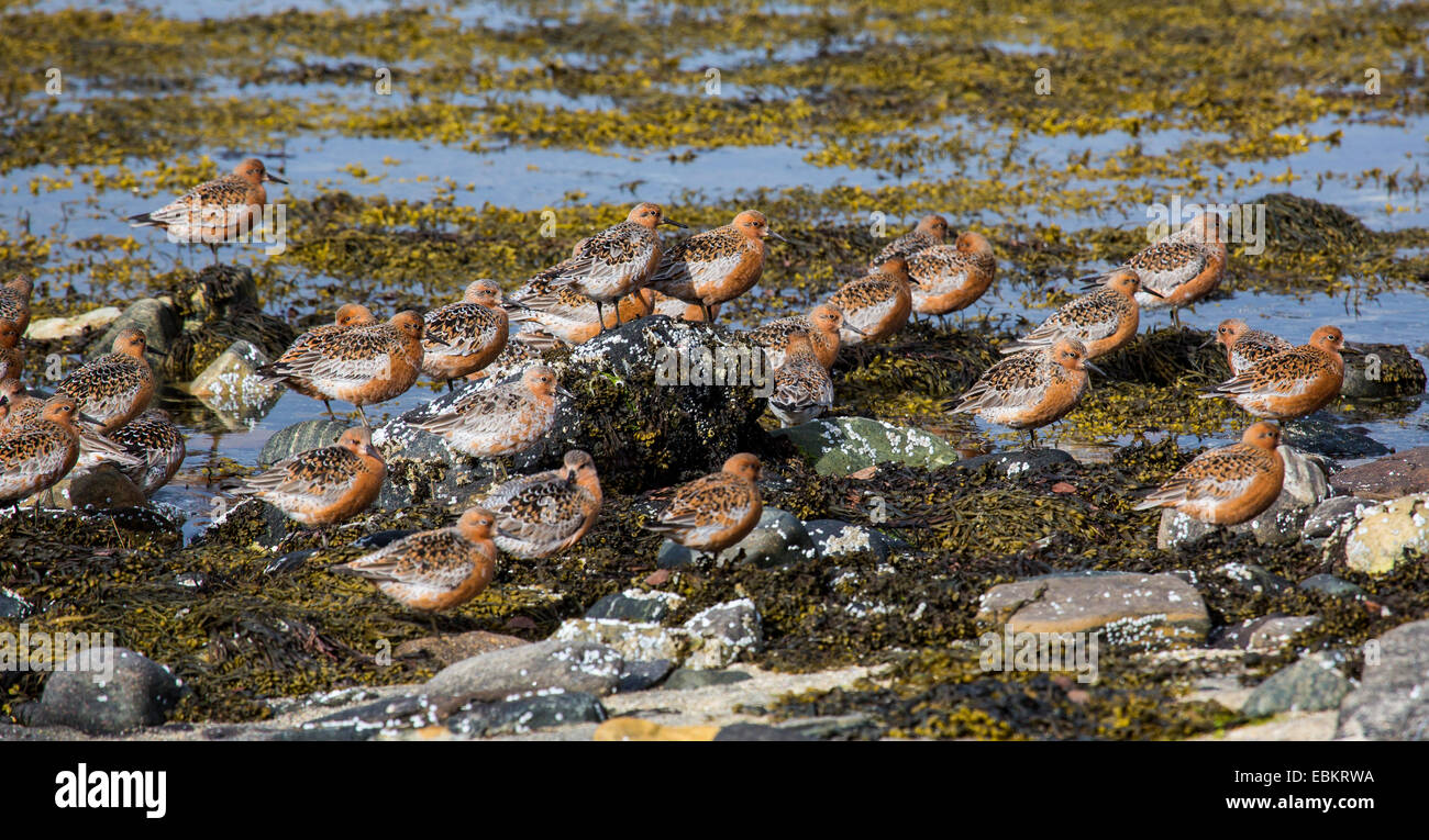 red knot (Calidris canutus), swarm of knots at the beach, Norway, Troms, Tromsoe Stock Photo
