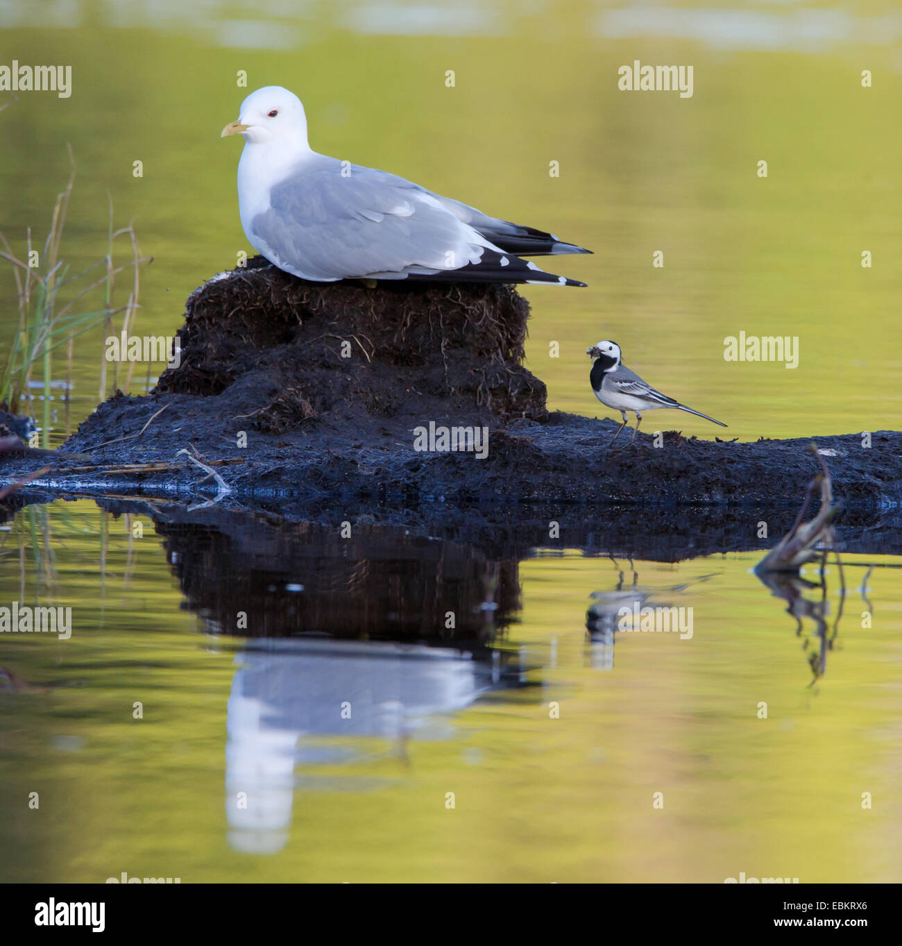 mew gull (Larus canus), with pied wagtail, Norway, Troms, Tromsoe Stock Photo