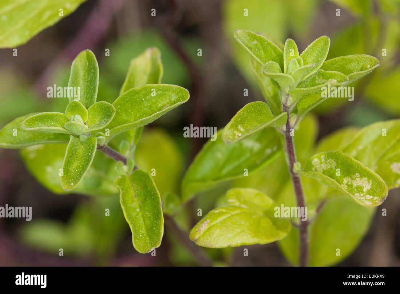 sweet marjoram, knotted marjoram (Origanum majorana, Majorana hortensis
