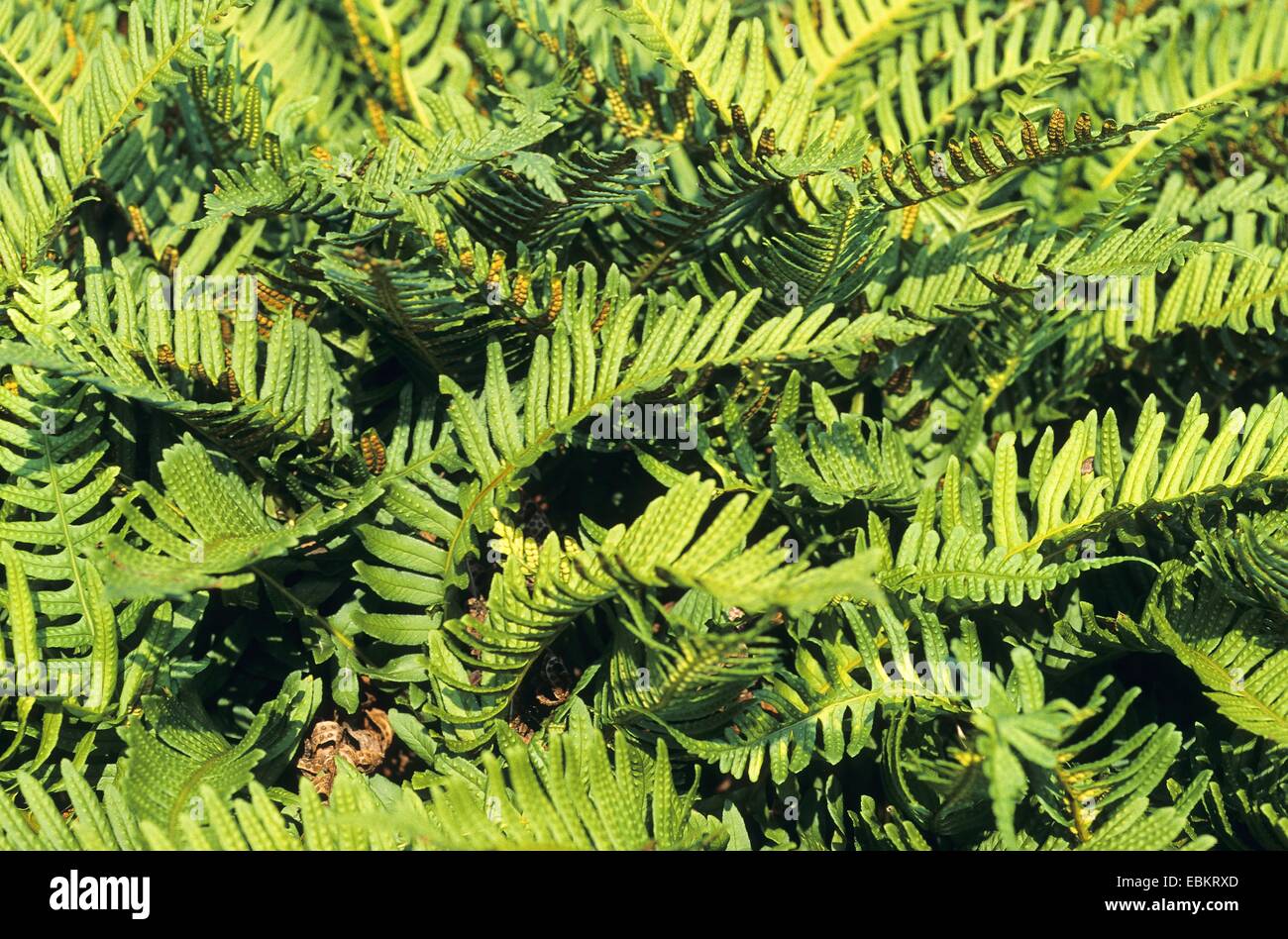 common polypody (Polypodium vulgare), fern leaves, Germany Stock Photo
