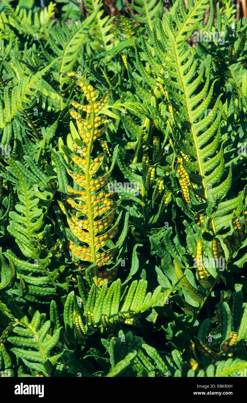 common polypody (Polypodium vulgare), fern leaves with sori on the underside, Germany Stock Photo