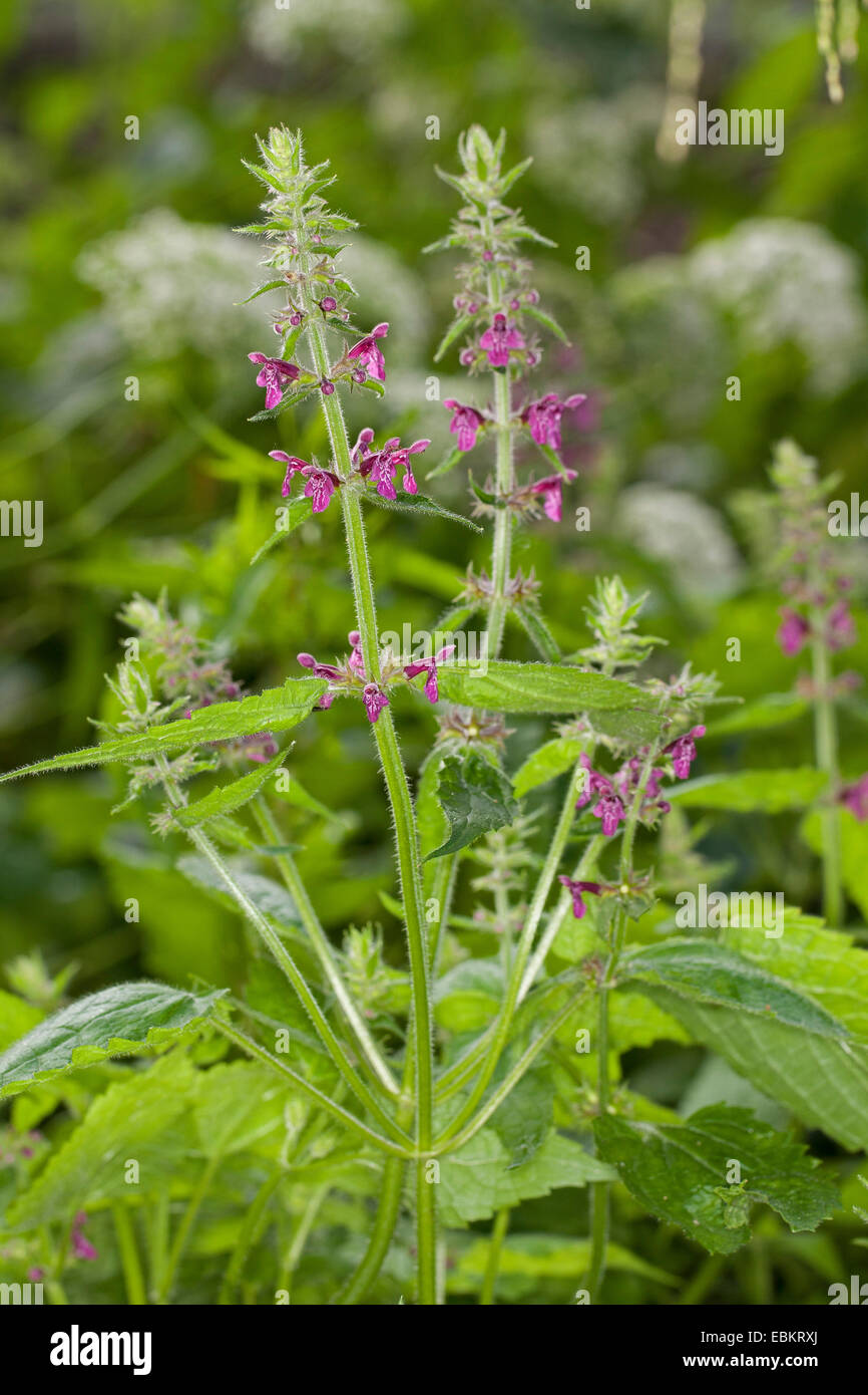 hedge woundwort, whitespot (Stachys sylvatica), flowering, Germany Stock Photo