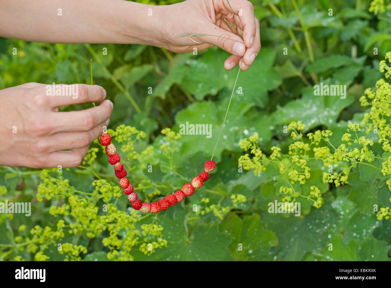 wild strawberry, woodland strawberry, woods strawberry (Fragaria vesca), fruits beaded on a blade of grass, Germany Stock Photo