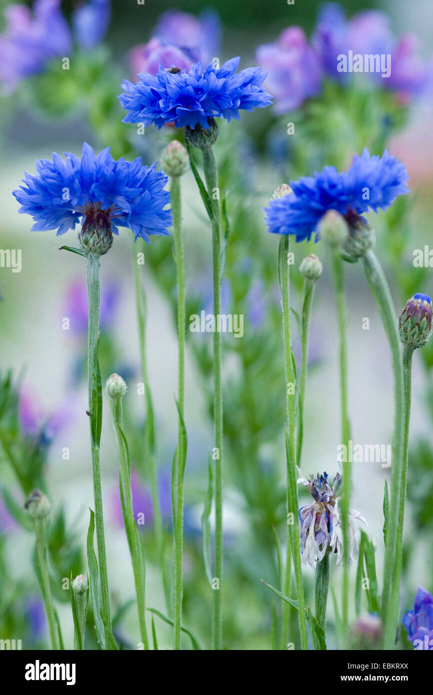 Cornflower/Bachelor's Button