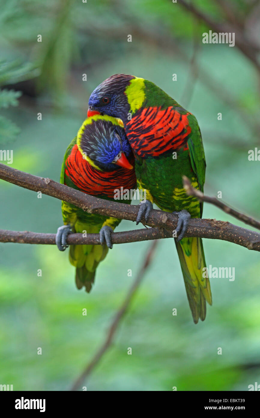 Rainbow lory, Rainbow Lorikeet (Trichoglossus haematodus haematodus
