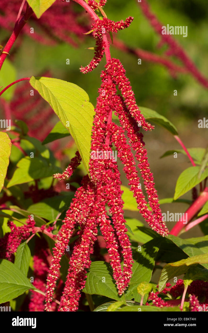 Love lies bleeding, Love.lies-bleeding, Inca wheat, kiwicha (Amaranthus caudatus), inflorescence Stock Photo