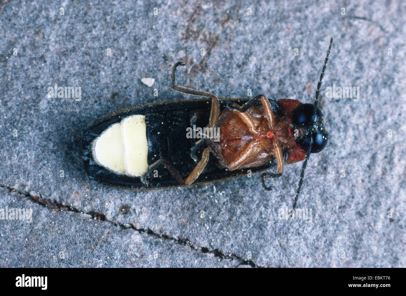 lightning beetle (Luciola italica), lightning organ on the under side Stock Photo