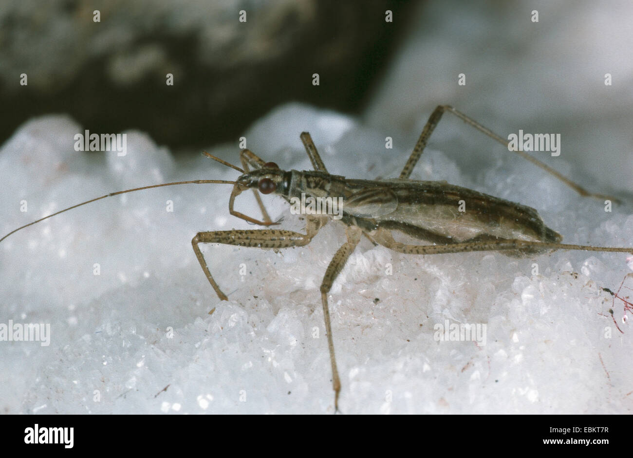 damsel bug (Nabis limbatus), on white underground Stock Photo
