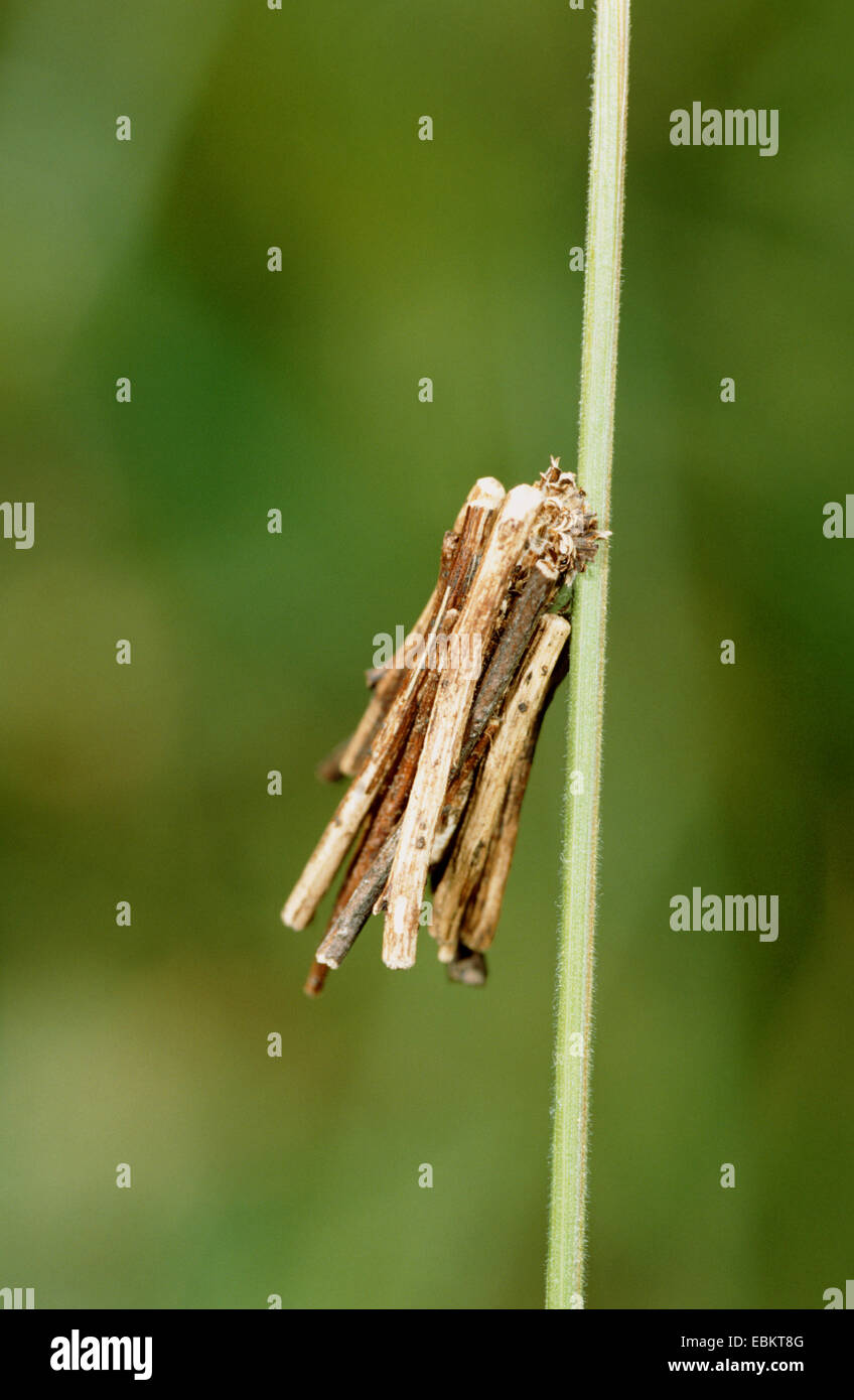Common bagworm (Psyche casta), sitting at a sprout, Germany Stock Photo