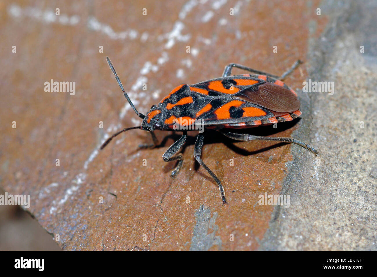 Cretan Soldier Beetle (Lygaeus saxatilis), sitting on the ground, Germany Stock Photo