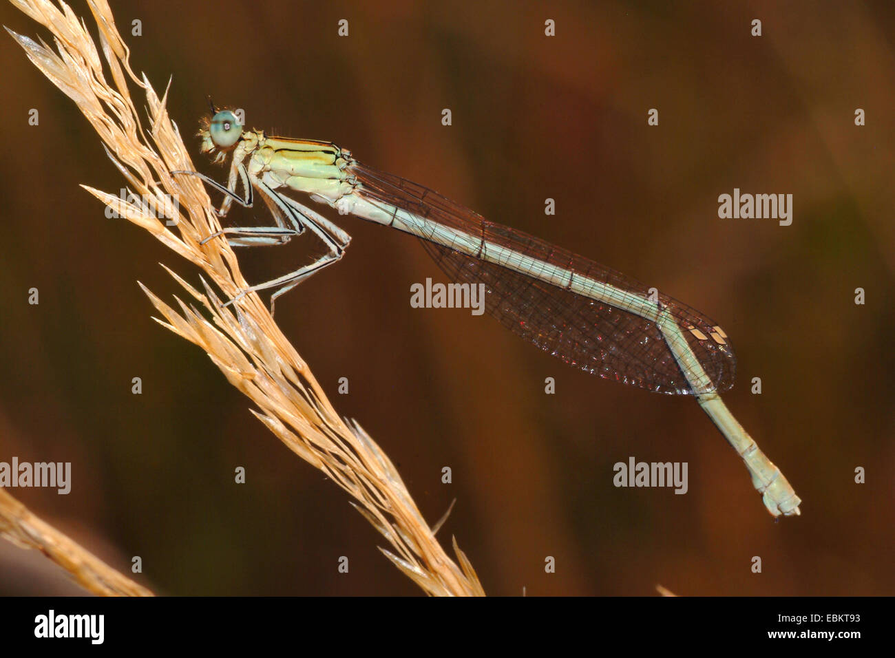 white-legged damselfly (Platycnemis pennipes), sitting on a grass ear ...