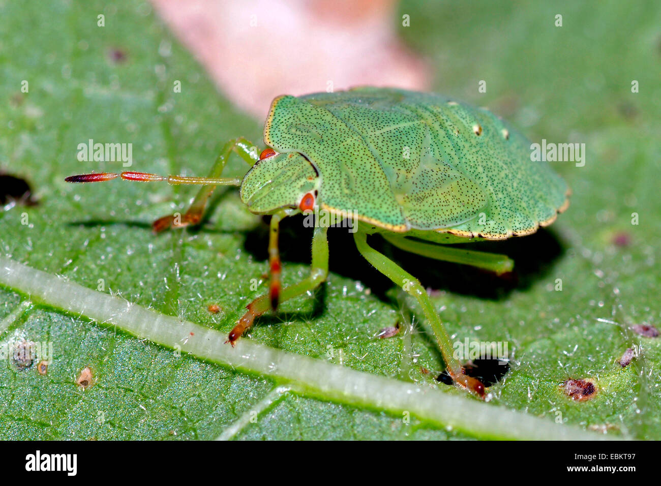 green shield bug, common green shield bug (Palomena prasina), sitting on a leaf, Germany Stock Photo