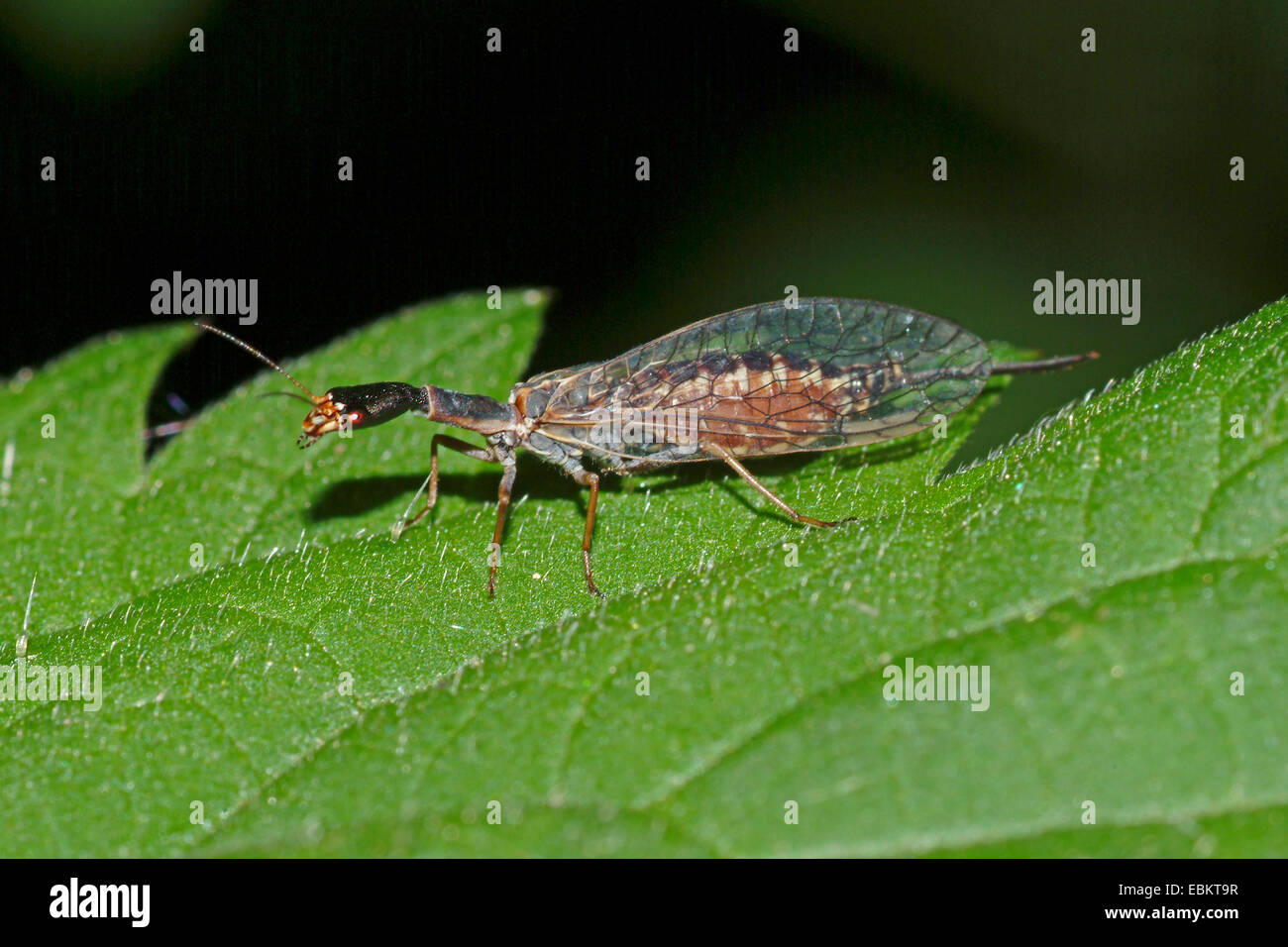 Snake-fly (Phaeostigma spec.), sitting on a leaf, Germany Stock Photo